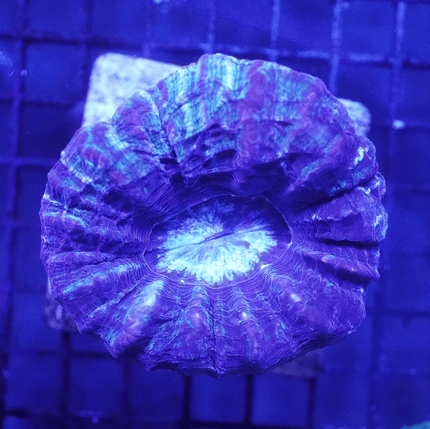 Ultra Purple Scoly - Koral King