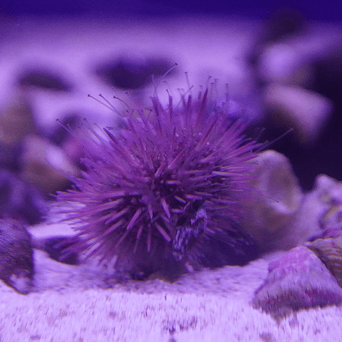 Rose Pink Urchin - Koral King