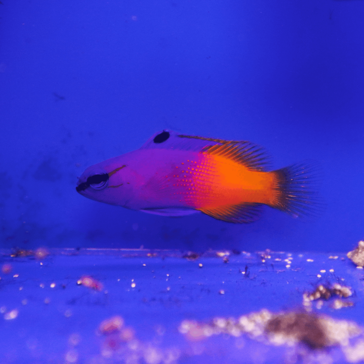 Royal Gramma Basslet – Koral King
