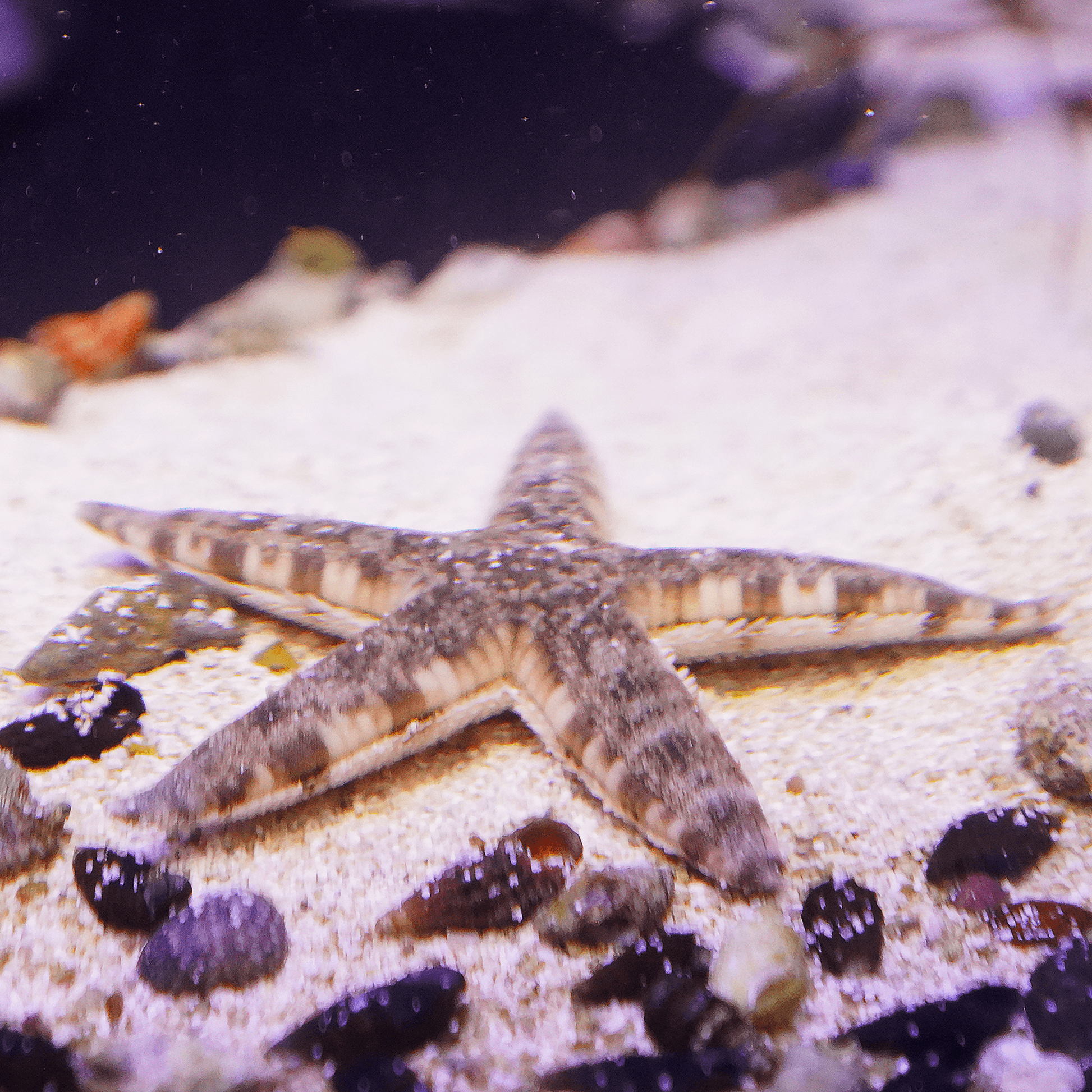 Sand Sifting Starfish - Koral King