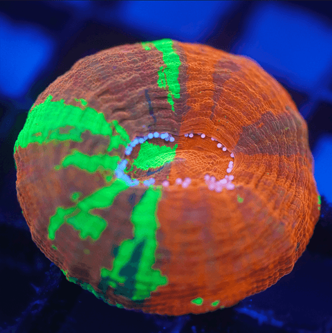 Rainbow Scoly - Koral King