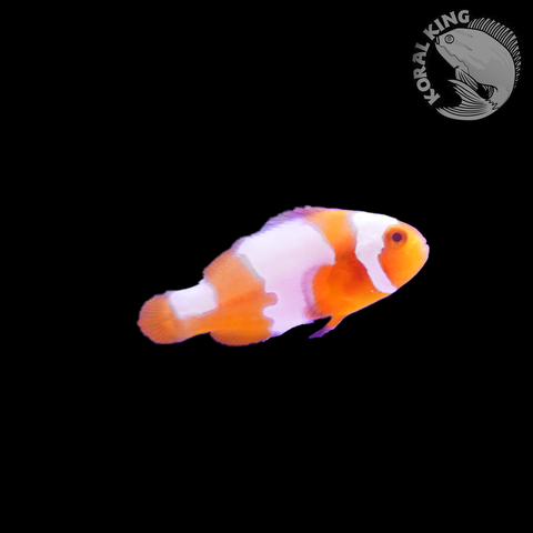 Snowflake Clownfish