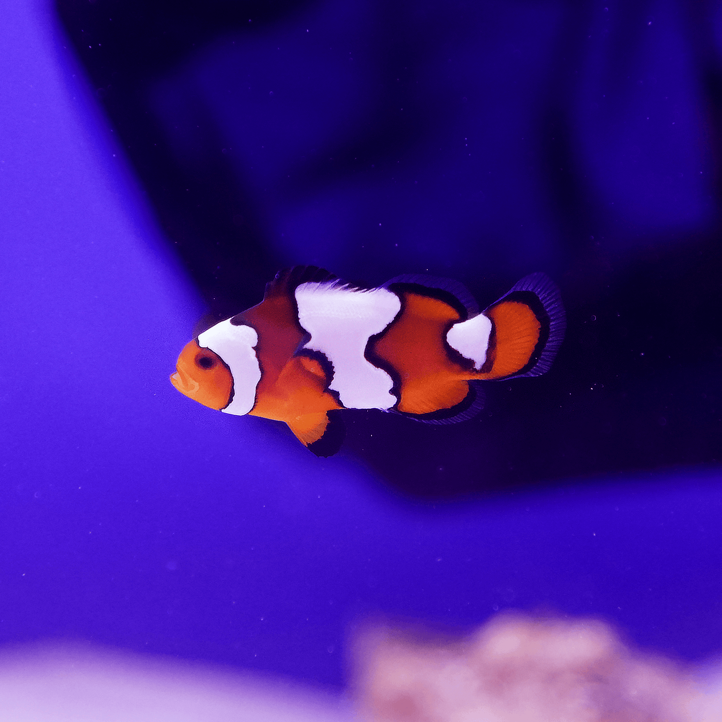 Snow Onyx Clownfish - Koral King