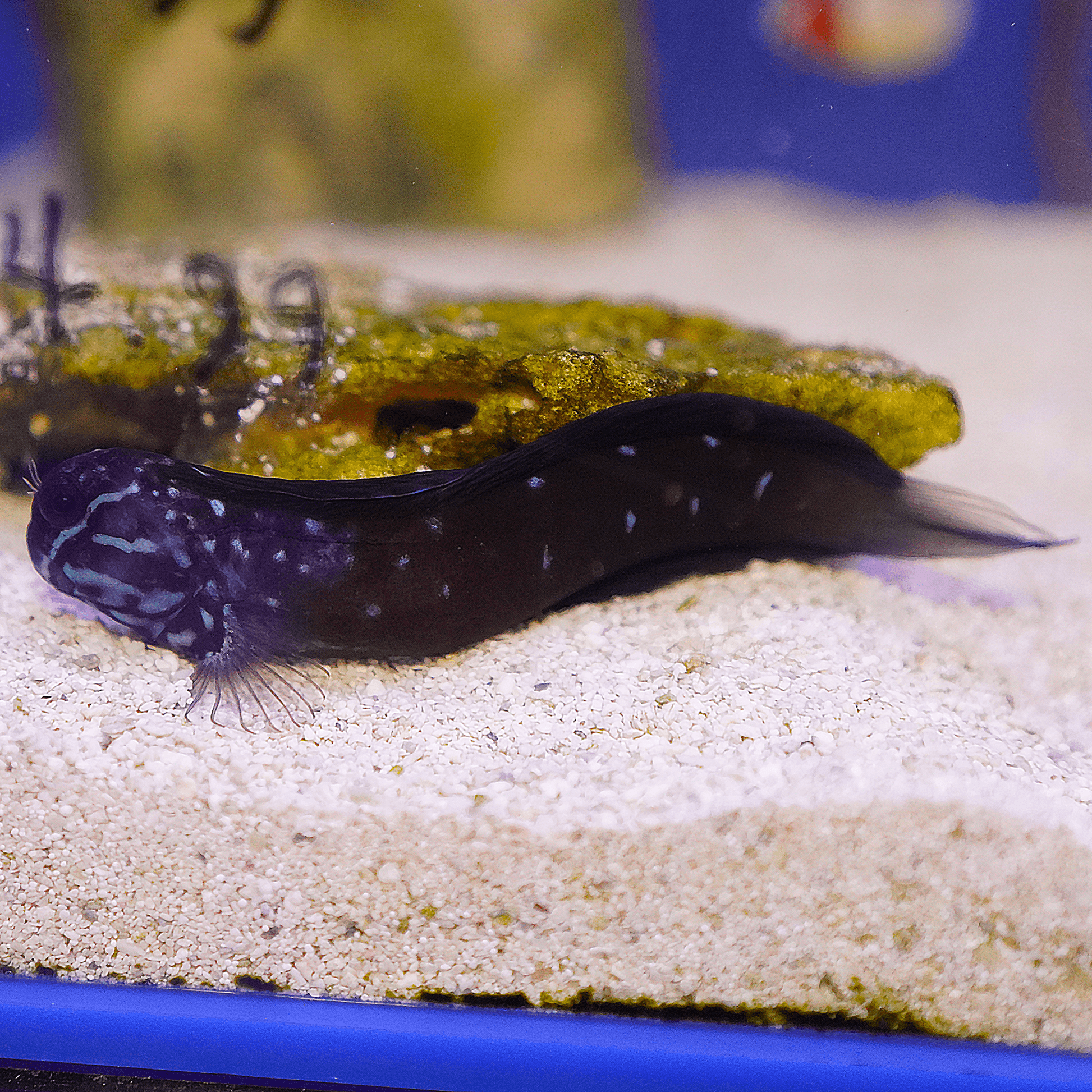 Tribal Blenny - Koral King
