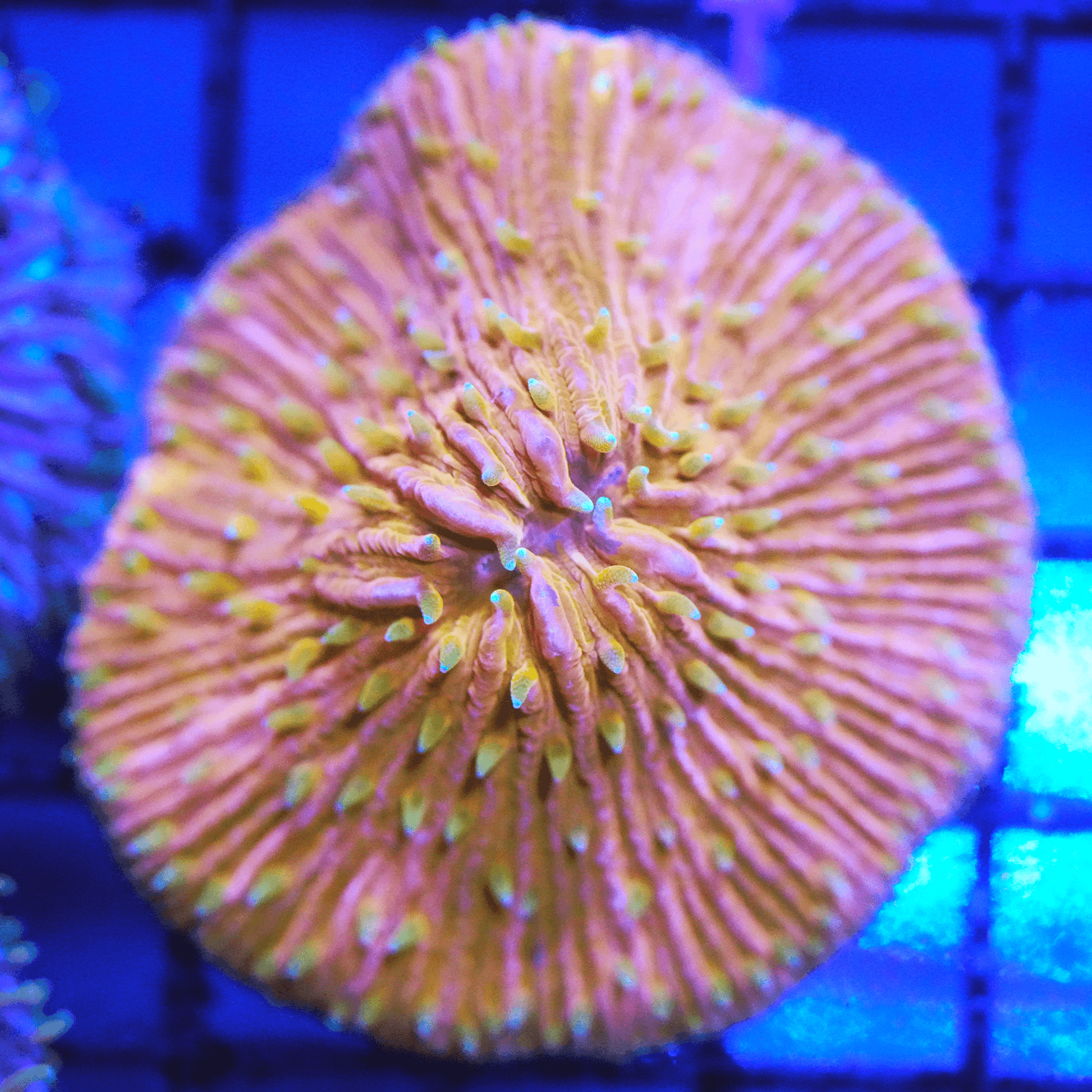 Ultra Orange Plate - Koral King