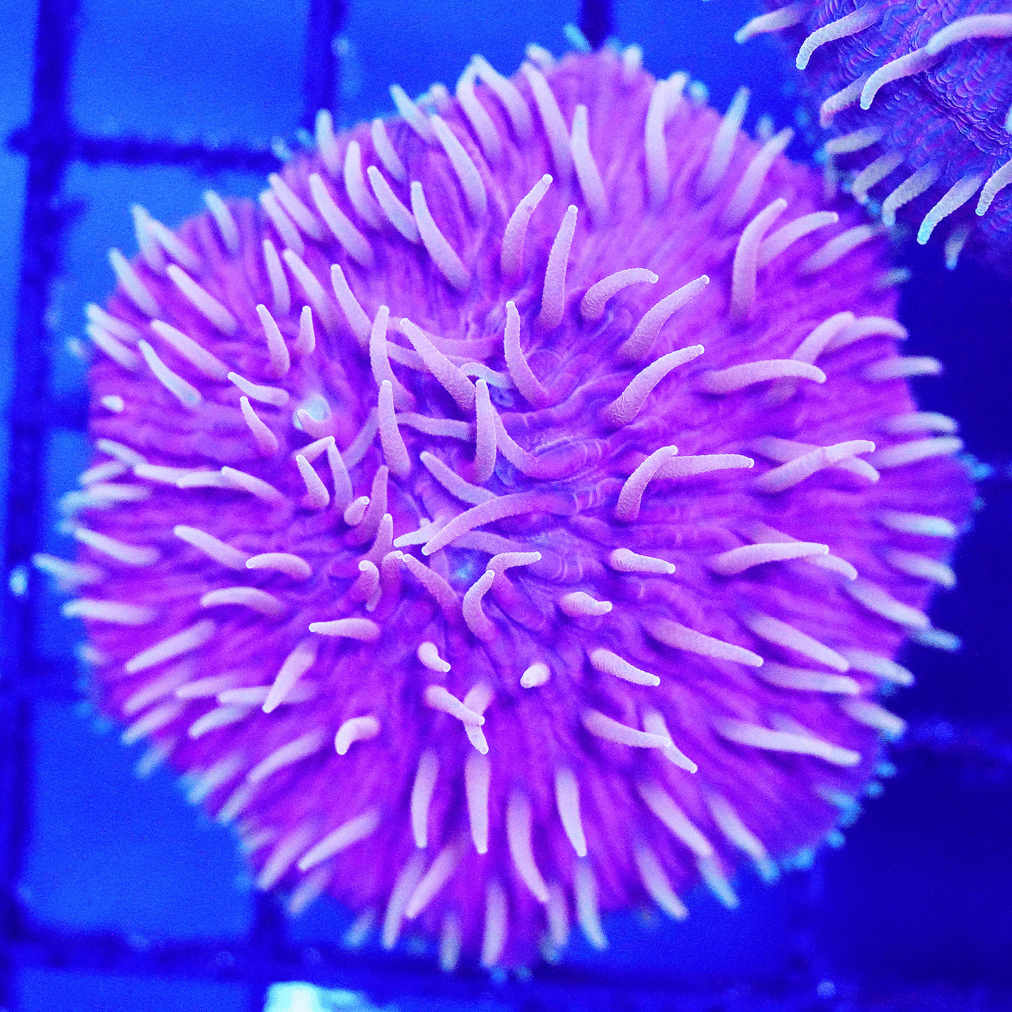 Ultra Purple Plate - Koral King