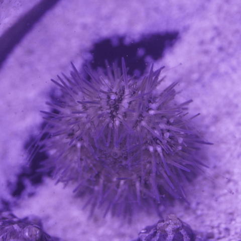Urchin - Koral King