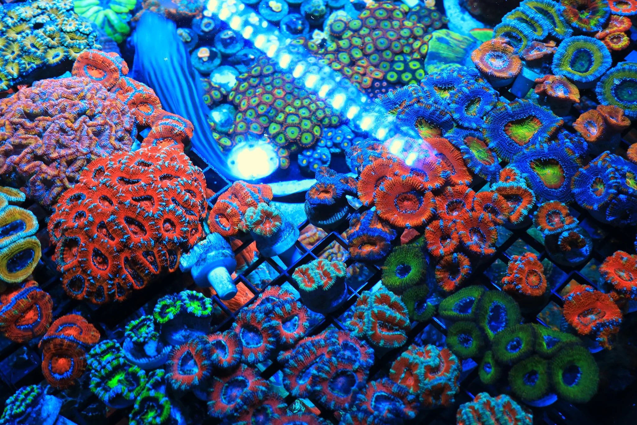 Koral King quarantine — Aquaculture stage