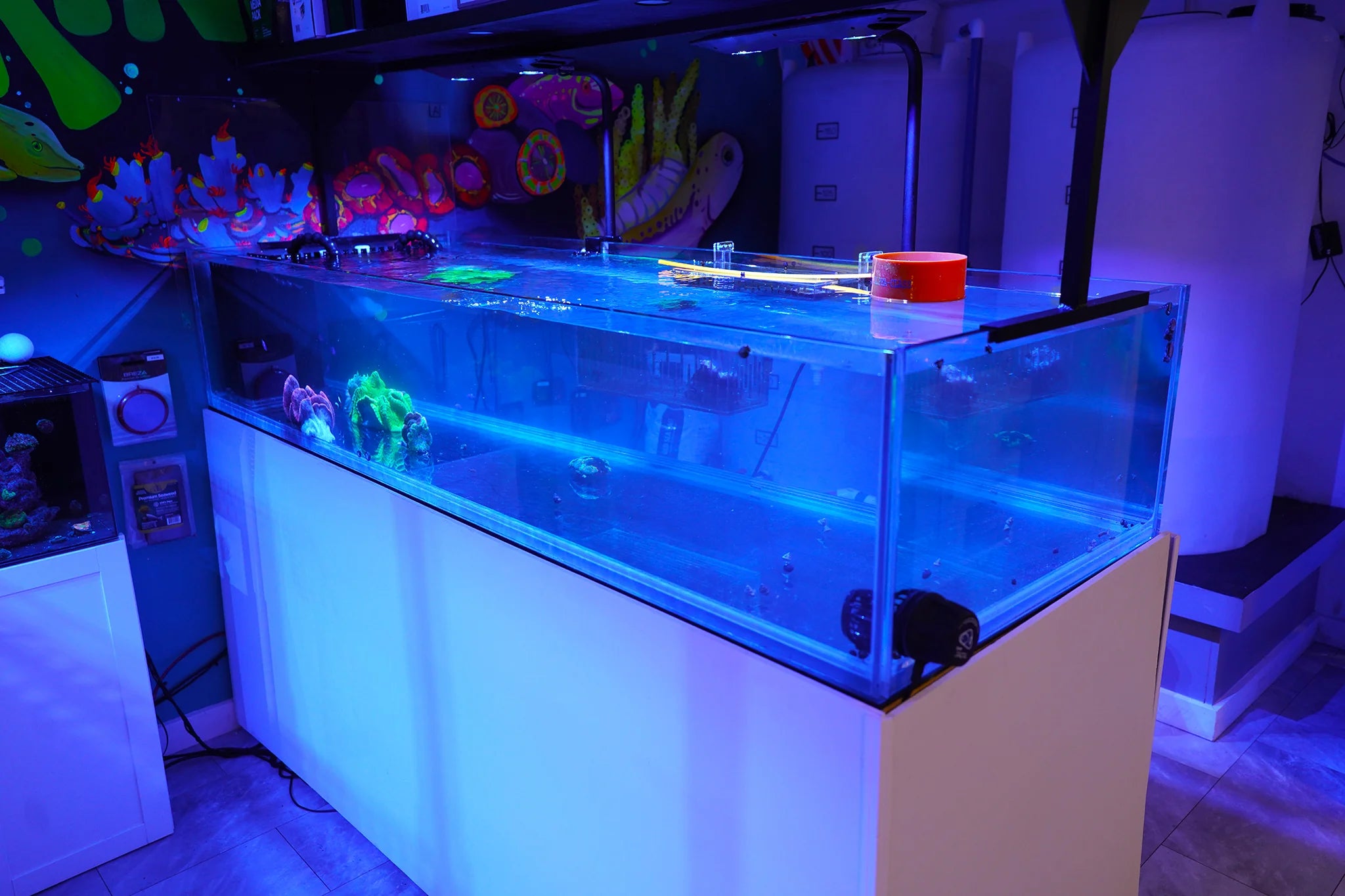 Koral King quarantine — Holding stage