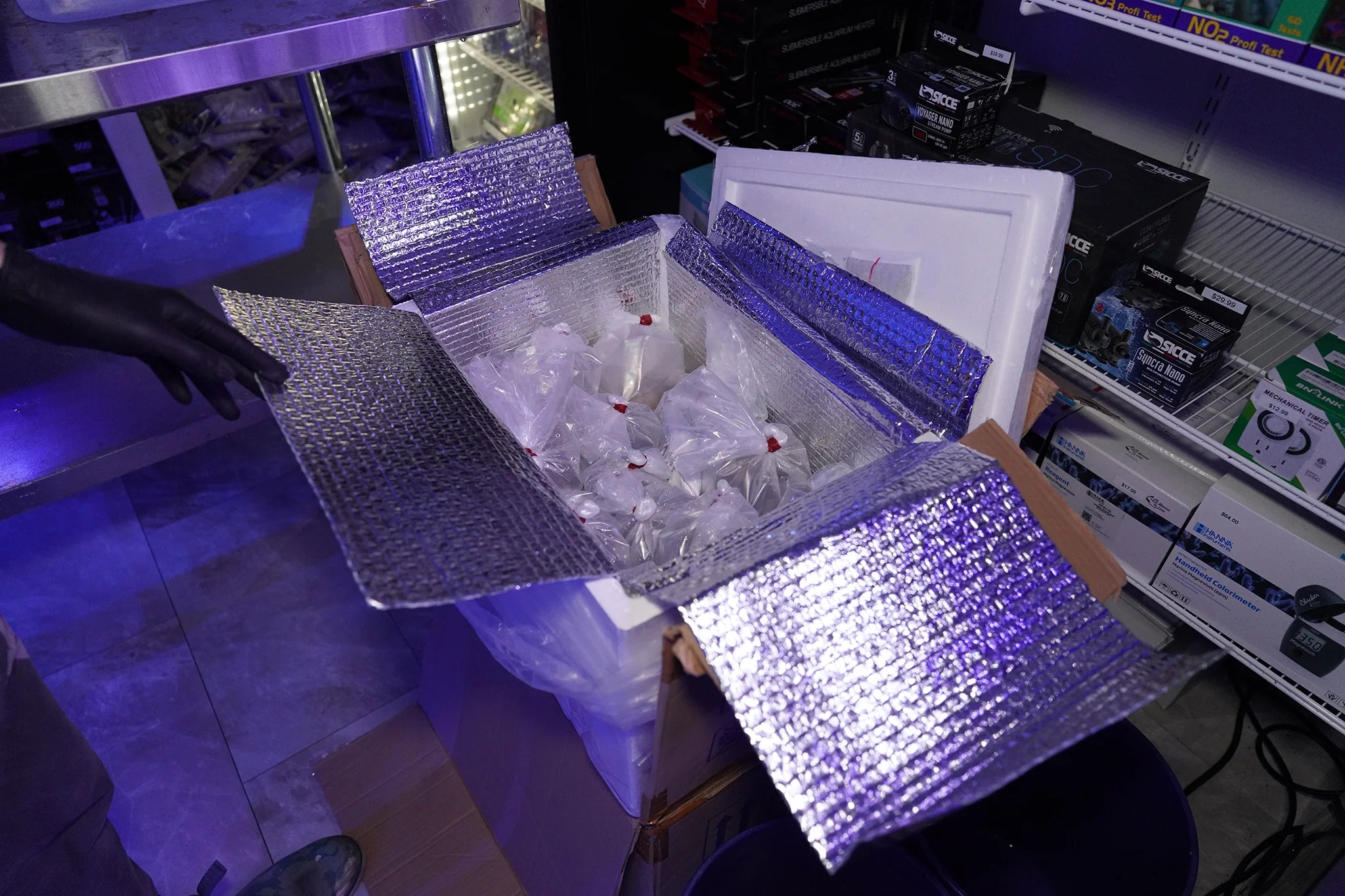 Koral King quarantine — Introduction stage