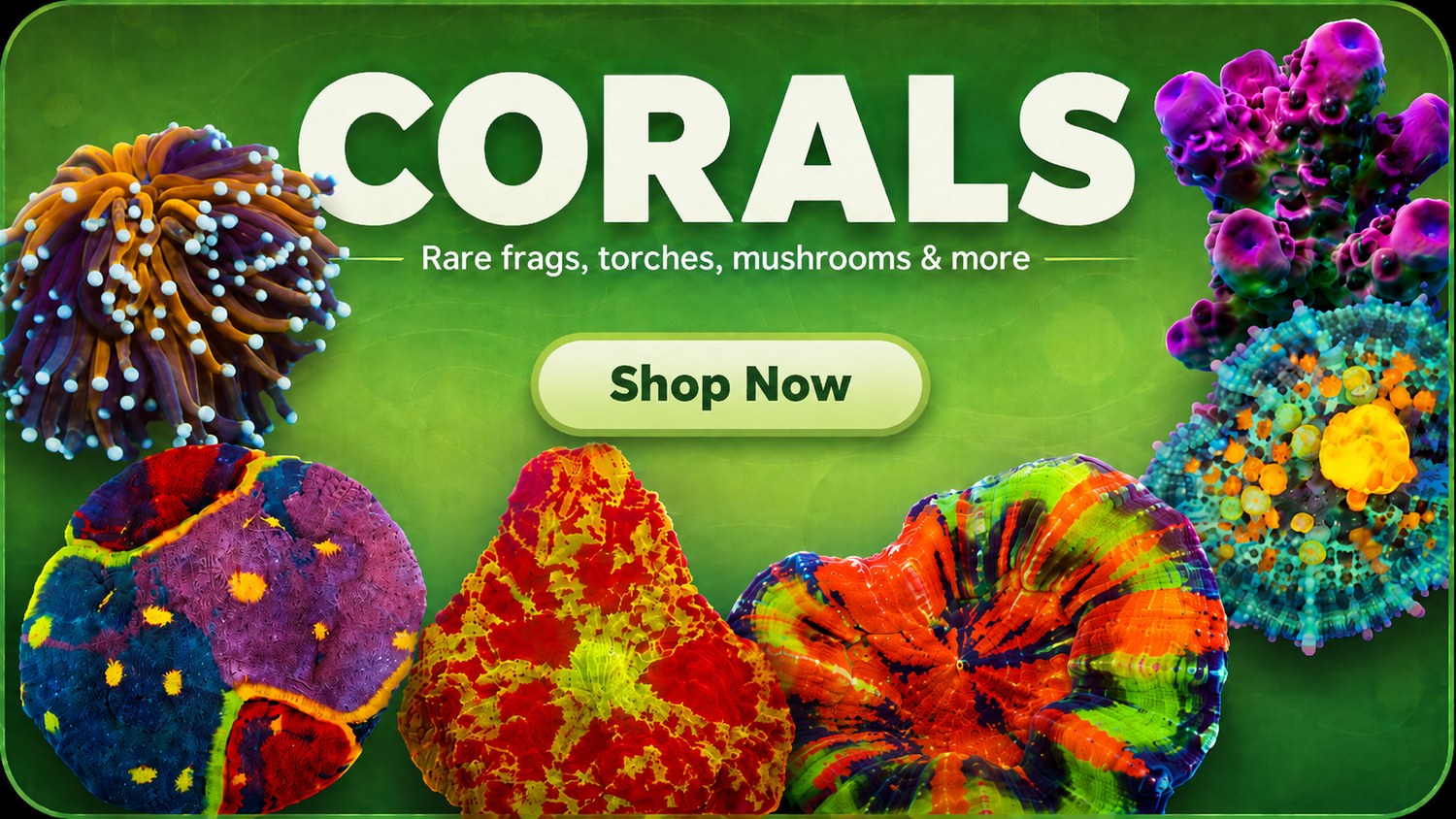 Shop corals — rare frags, torches, mushrooms and more