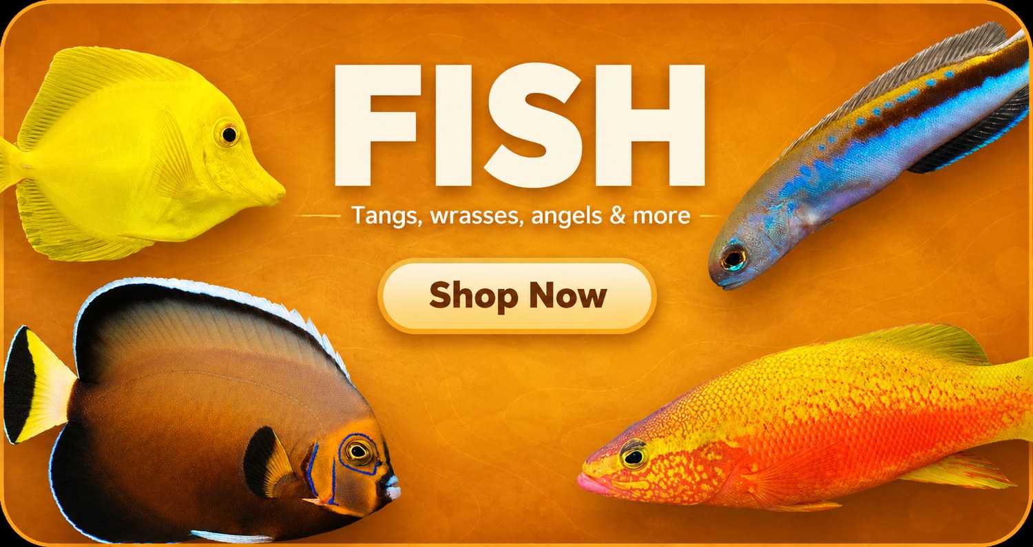 Shop fish — rare tangs, angels and more