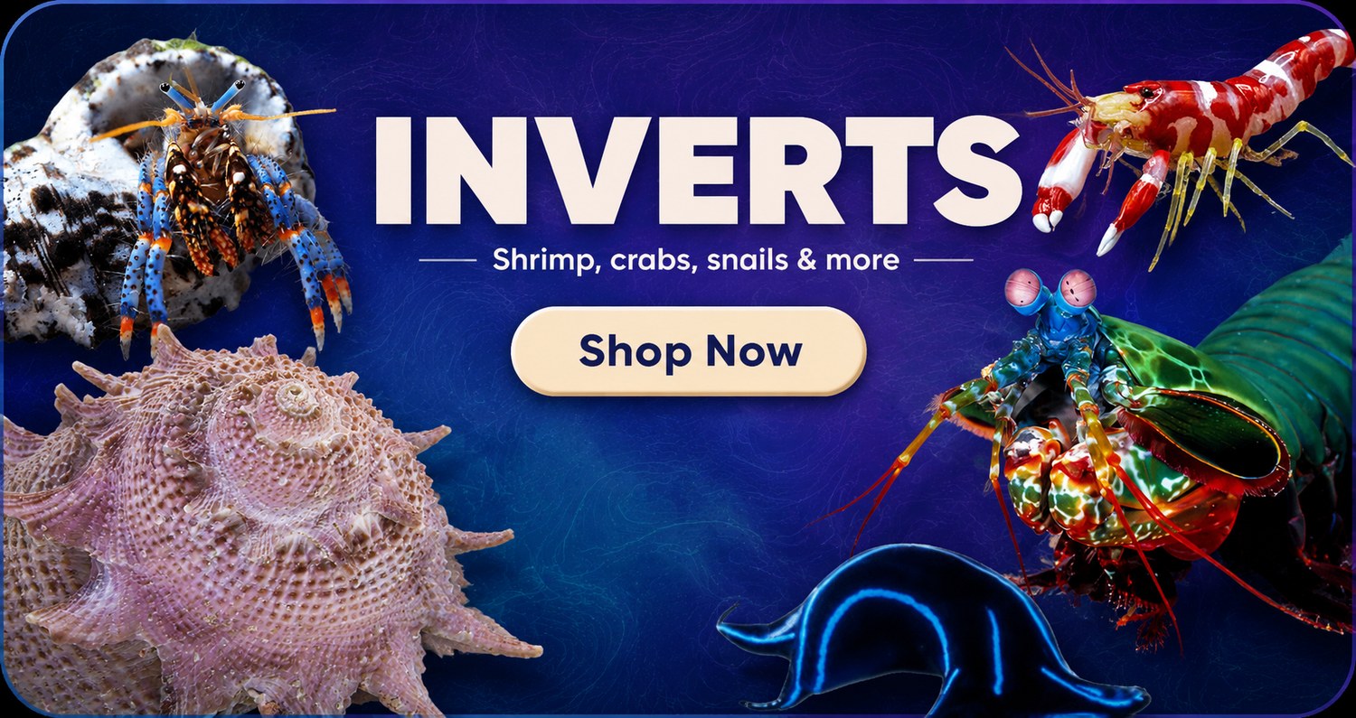 Shop inverts — shrimp, clams, crabs and more