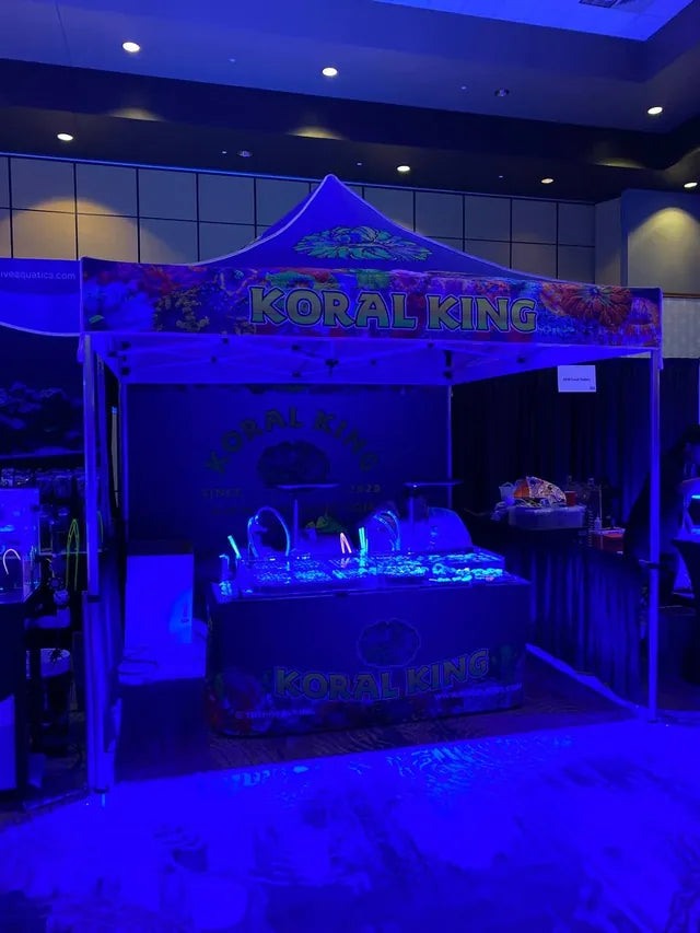 Koral King at Reef-A-Palooza Texas, October 8–9, 2022