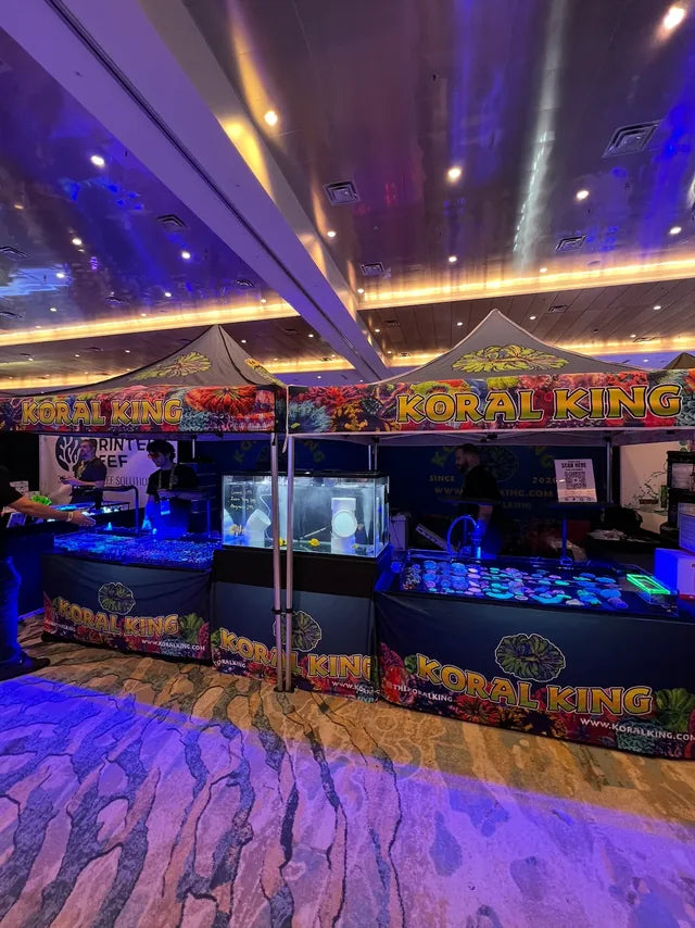 Koral King at Reef-A-Palooza Orlando, April 26–27, 2025