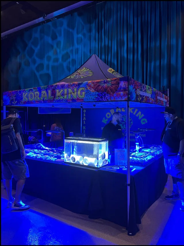 Koral King at Skellyfest Florida, August 16, 2025